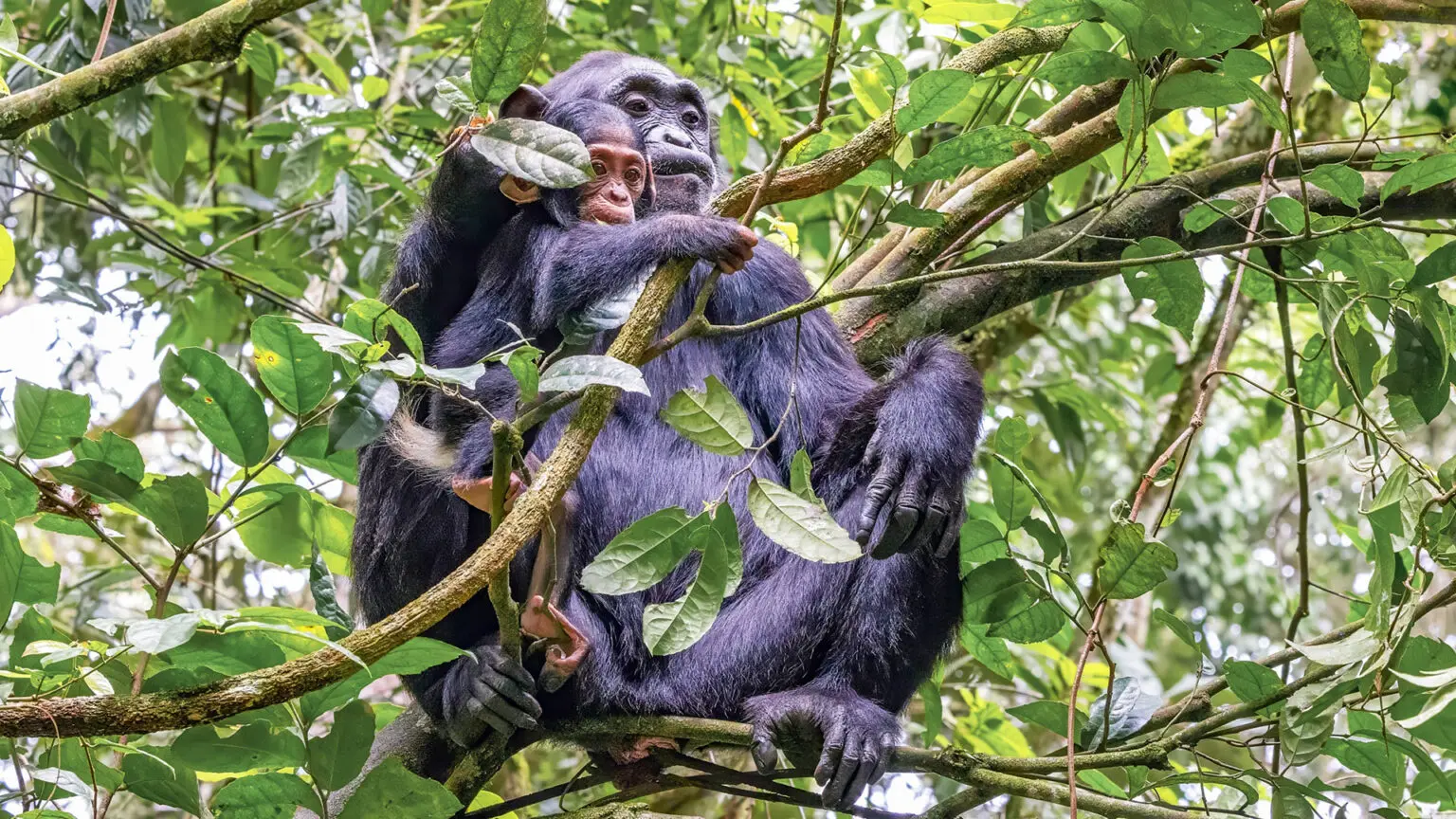 Nyungwe