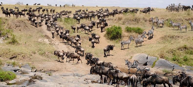 Mara Serena Safari Lodge