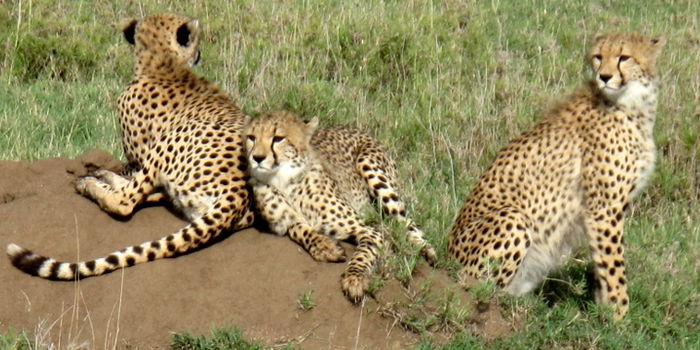 Protection